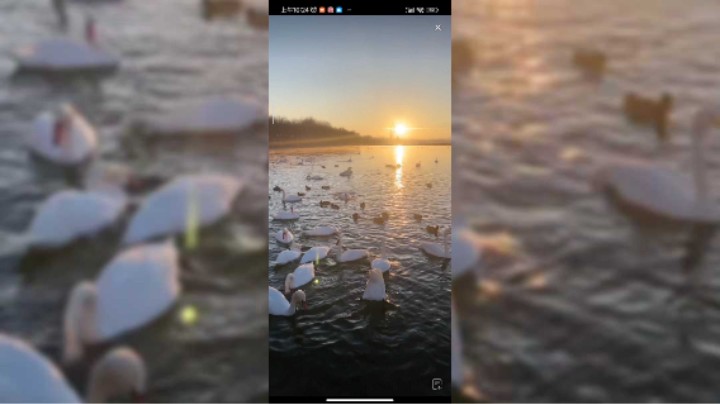 兄弟们又来新疆看天鹅啦