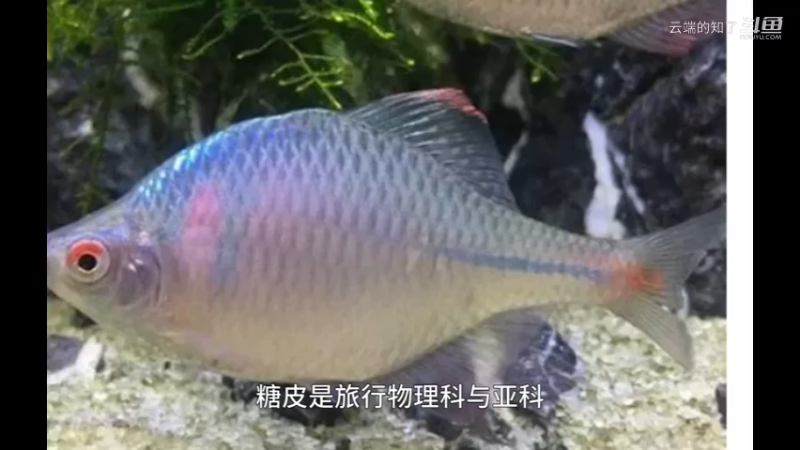 鳑鲏