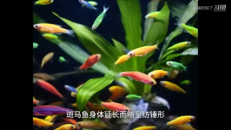斑马鱼