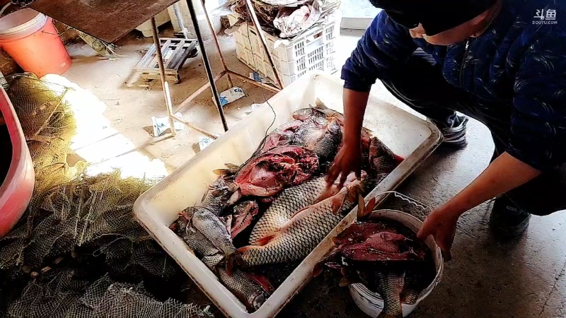 【户外】微山湖捕鱼武工队的精彩时刻 20221222 12点场