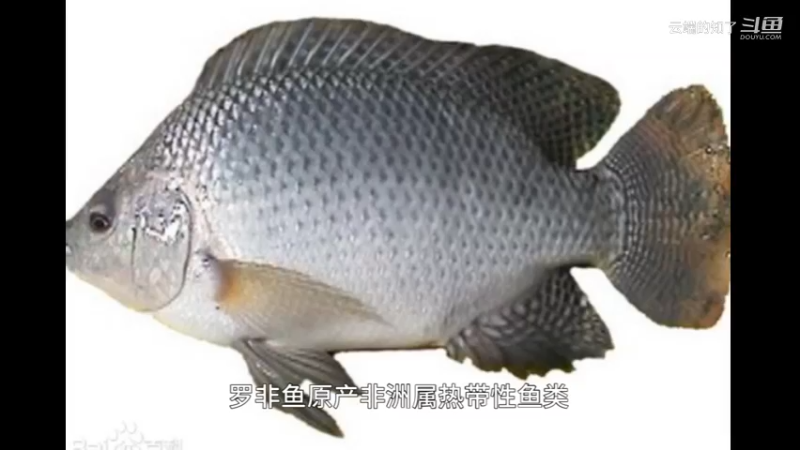 罗非鱼