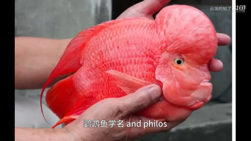 鹦鹉鱼