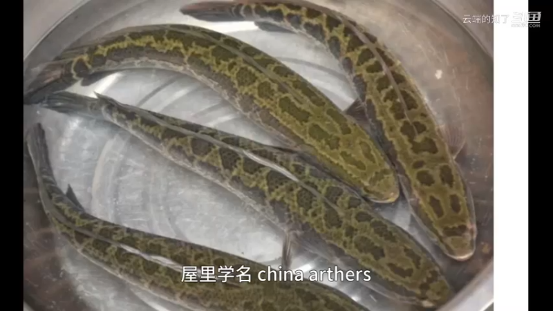 黑鱼