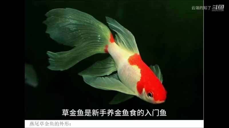 燕尾草金鱼