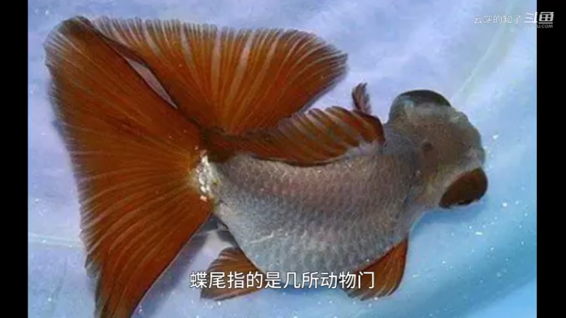 蝶尾金鱼