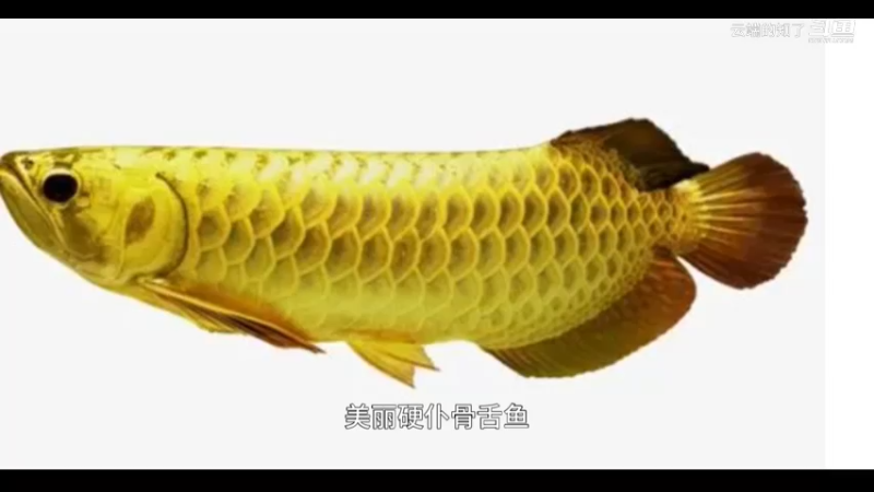 龙鱼
