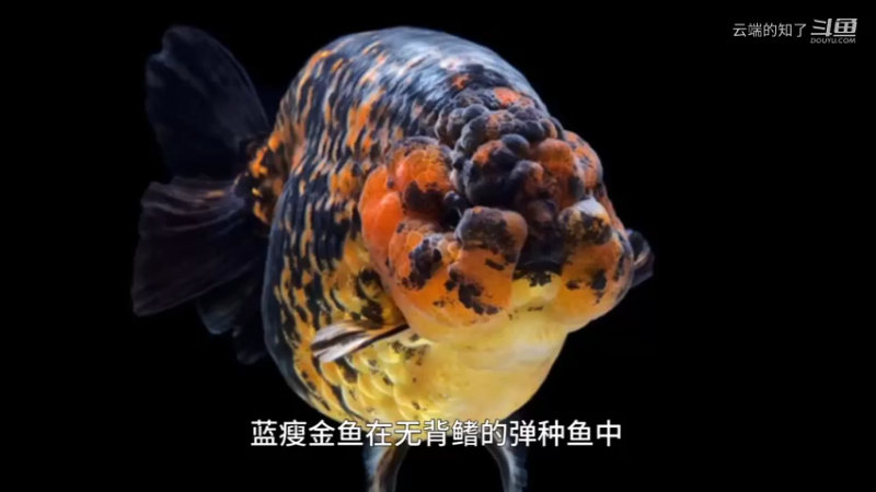 兰寿金鱼