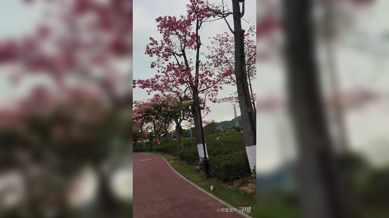 珠海横琴花海长廊 - -  木棉花开十几里,美如仙境9