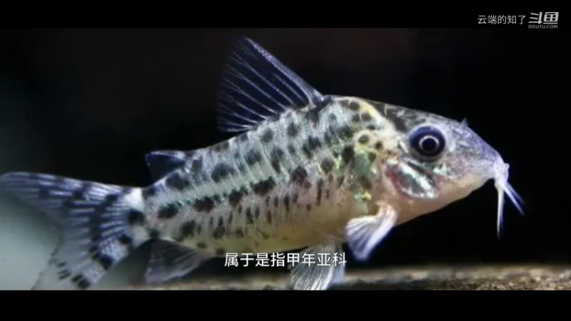 鼠鱼
