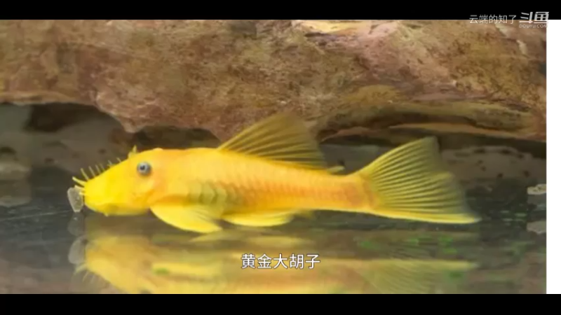 黄金大胡子鱼