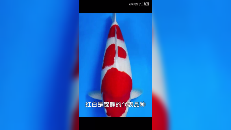 红白锦鲤