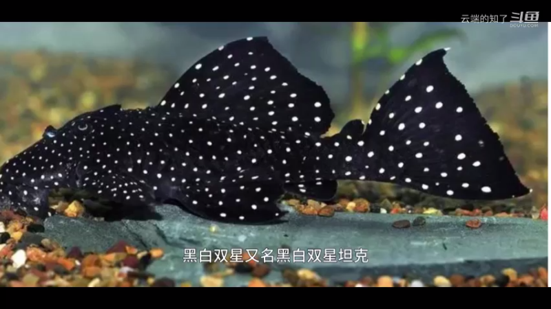 黑白双星鱼