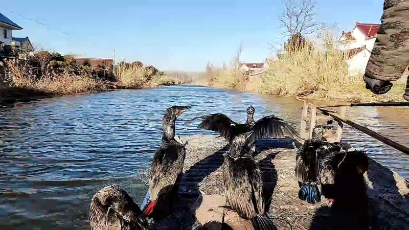 【户外】微山湖捕鱼武工队的精彩时刻 20221223 14点场