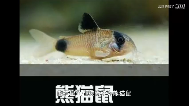 熊猫鼠鱼