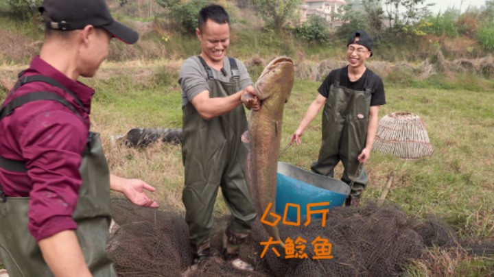 厨师长“狩猎”60斤大鲶鱼，煮、蒸、炒一鱼多吃，宴请亲朋好友