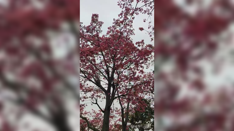 珠海横琴花海长廊 - -  木棉花开十几里,美如仙境10