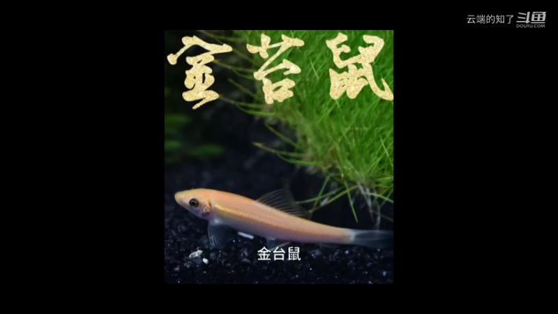 金苔鼠鱼
