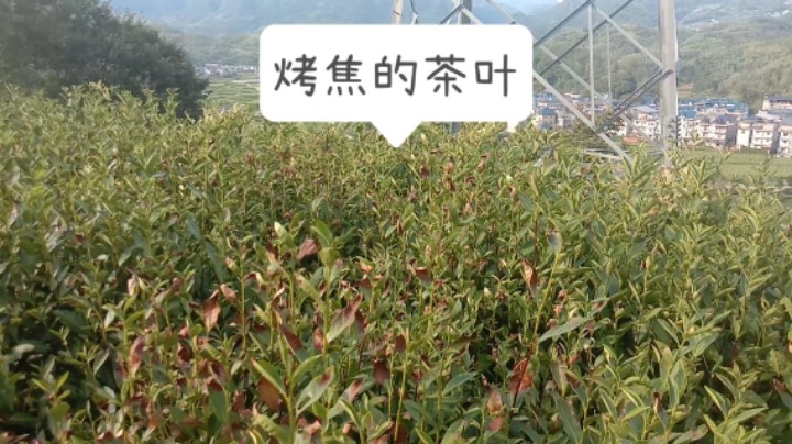 今年6月下旬采摘完成后，两个月时间过去了，我所在的茶叶田里的一部分被高温烤焦