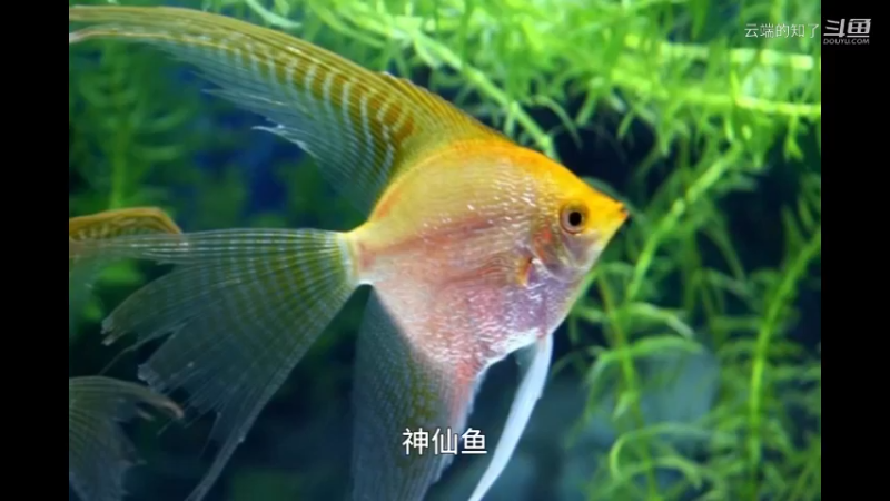 神仙鱼
