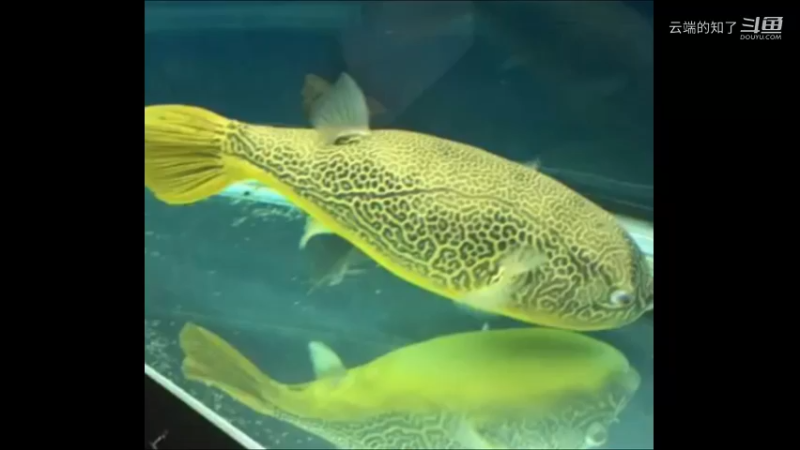 皇冠狗头