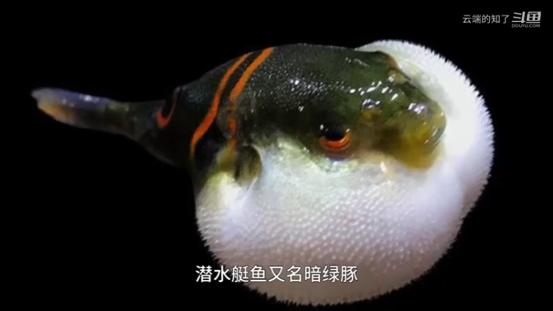 潜水艇鱼