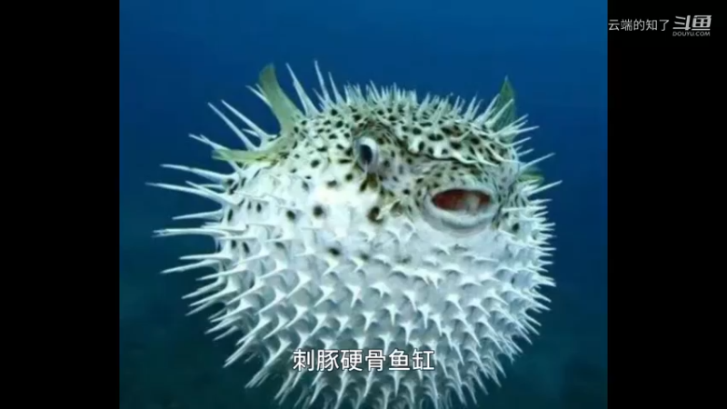 刺鲀