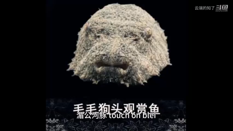 毛毛狗头
