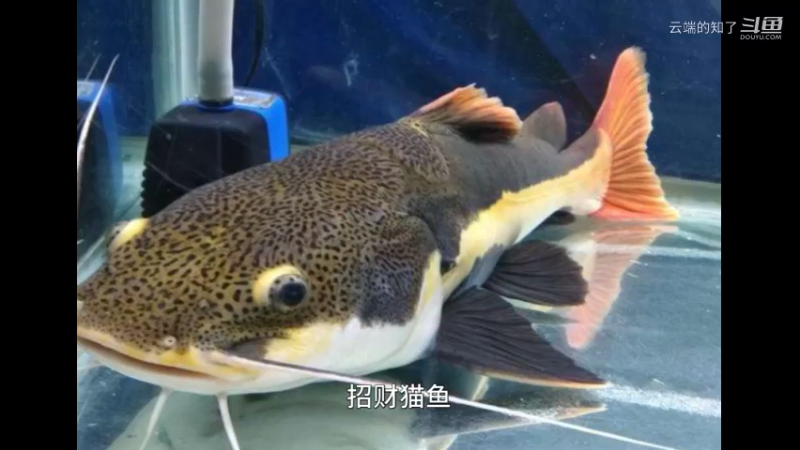 招财猫鱼