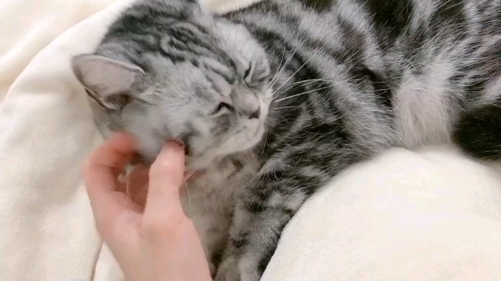 撸猫的快乐