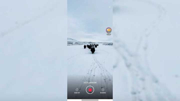 来西藏拉萨看牦牛在雪地里走路去找草吃