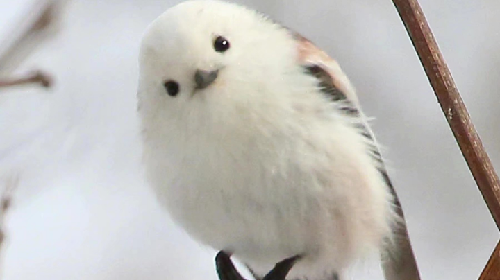 【2022-12-27 23点场】晴淼淼y:躲猫猫老六