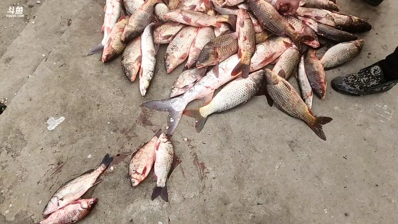 【户外】微山湖捕鱼武工队的精彩时刻 20221228 15点场