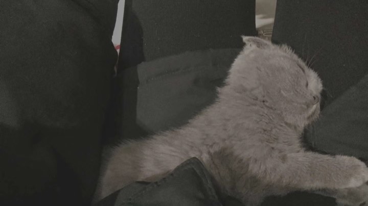 【2022-12-22 17点场】桃酥乌乌:完美S有车位 来躺