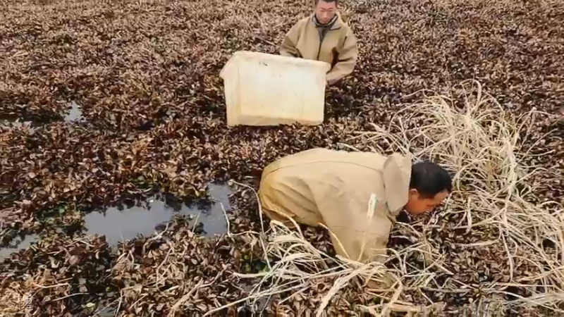 【2022-12-28 14点场】洪湖小肖：十一点开播