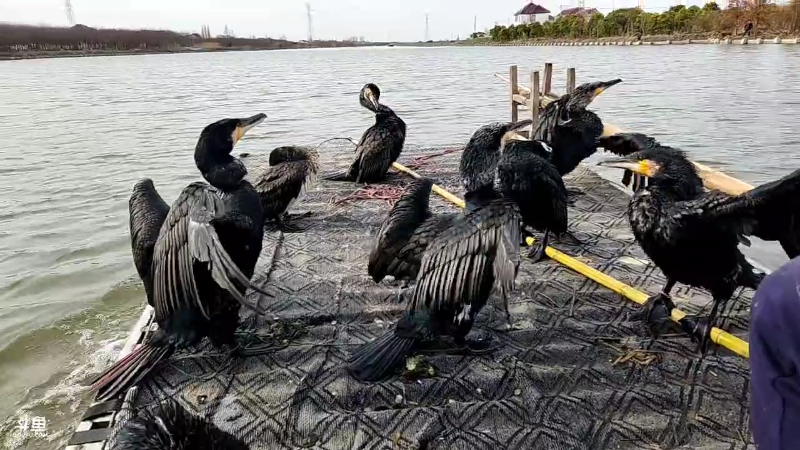 【户外】微山湖捕鱼武工队的精彩时刻 20221229 11点场