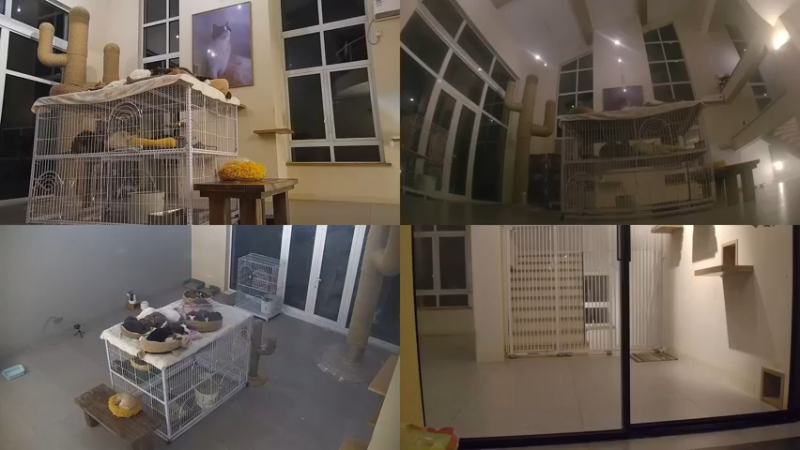 【2023-01-01 05点场】喵放送：喵放送☀️喵呜~