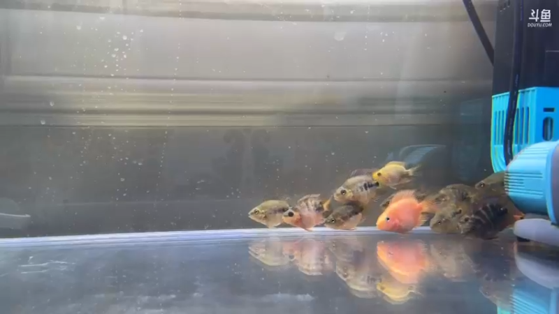 【2022-12-31 23点场】yjjimpaopao：祝大家2023年 一路长虹