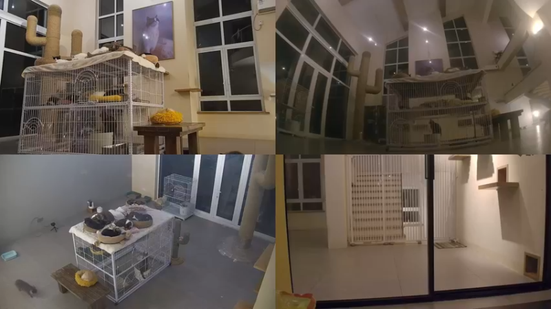 【2023-01-01 03点场】喵放送：喵放送☀️喵呜~