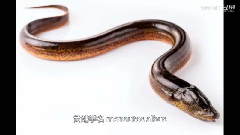 黄鳝