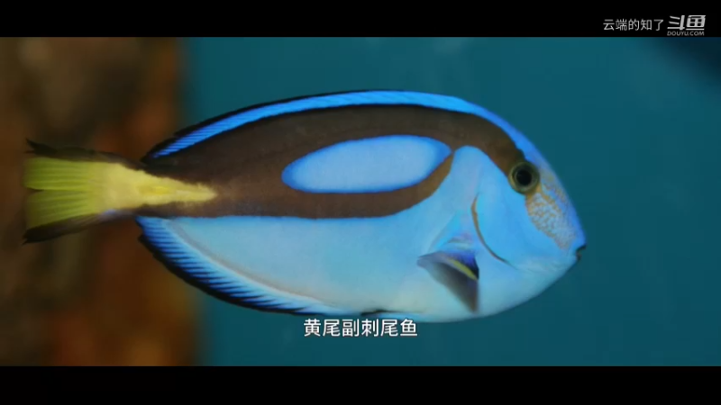 蓝吊鱼