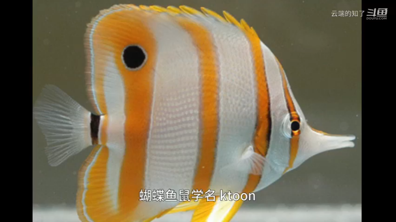蝴蝶鱼