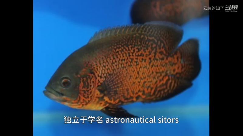 图灵鱼