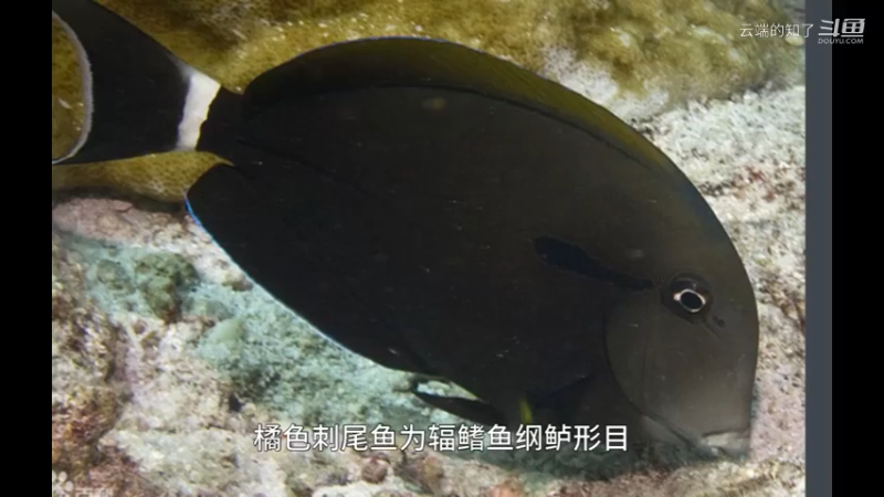 橘色刺尾鱼