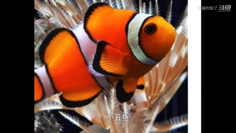 小丑鱼
