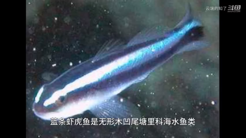 蓝条虾虎鱼