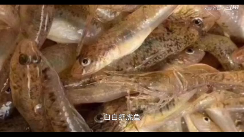 白背虾虎鱼
