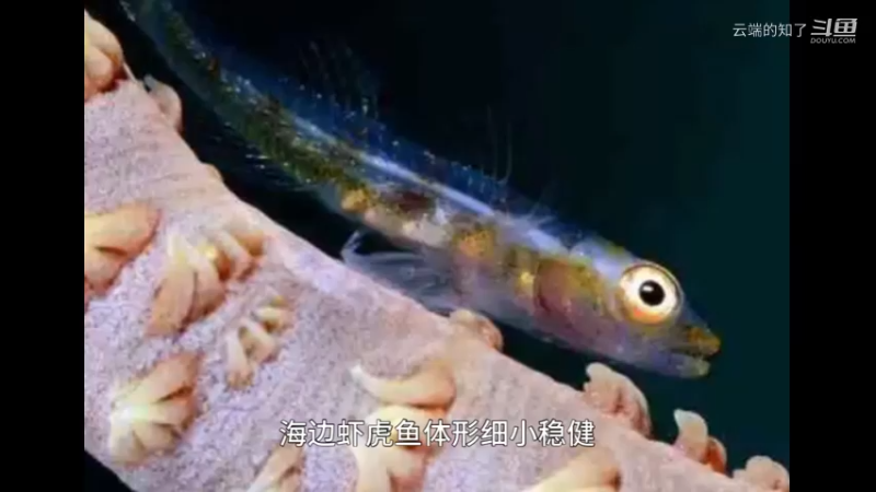 海鞭虾虎鱼