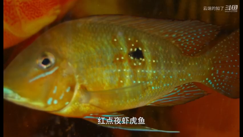 红点叶虾虎鱼