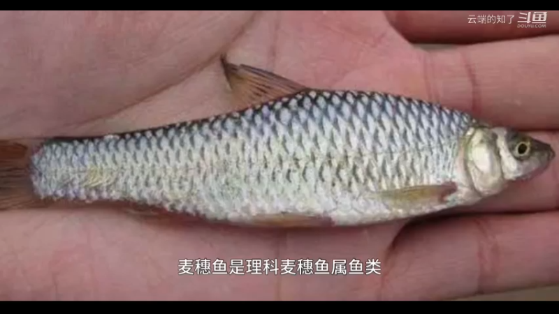 麦穗鱼