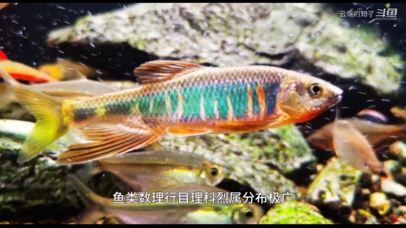 宽鳍鱲
